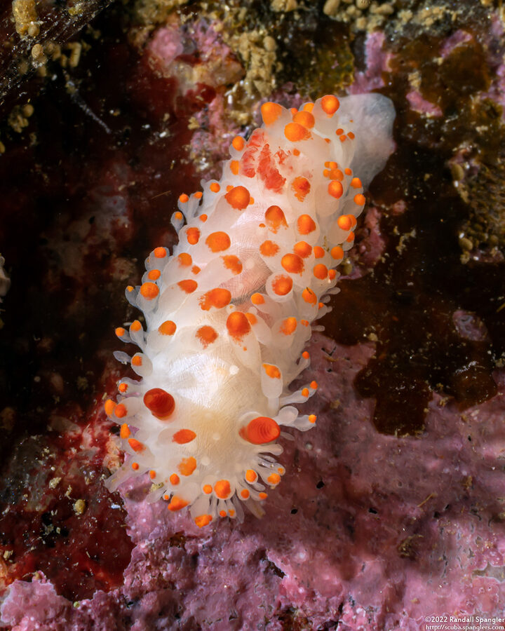 Limacia cockerelli (Cockerell's Dorid)