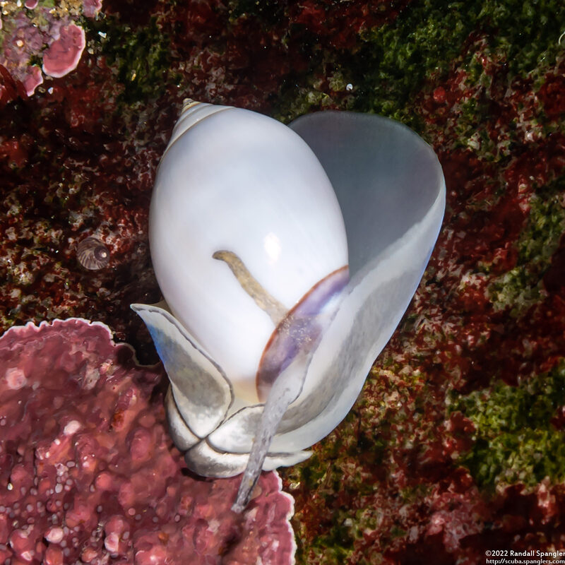 Callianax biplicata (Olive Snail)