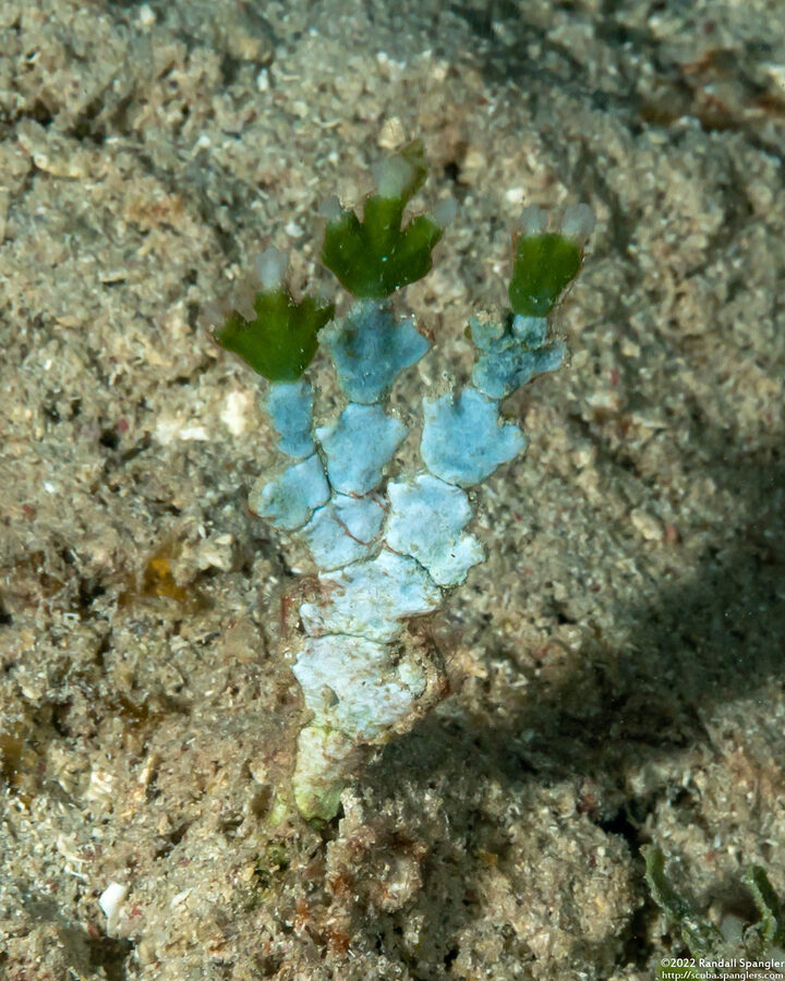 Halimeda incrassata (Three Finger Leaf Alga)