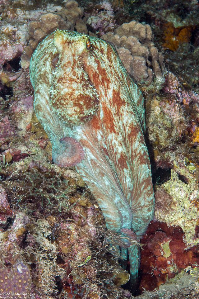Octopus briareus (Caribbean Reef Octopus)