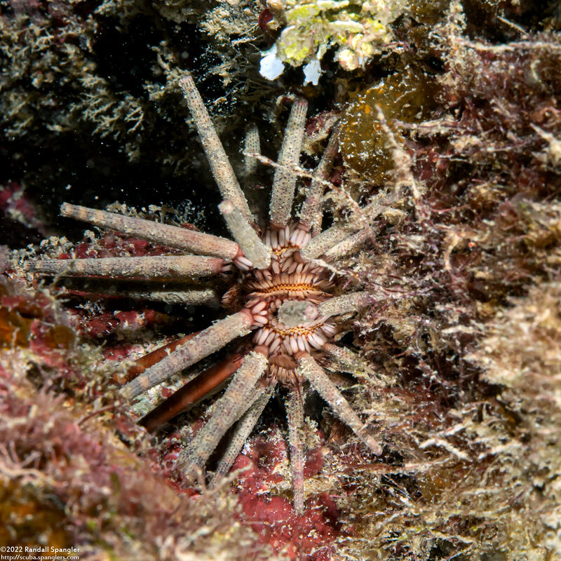 Eucidaris tribuloides (Slatepencil Urchin)