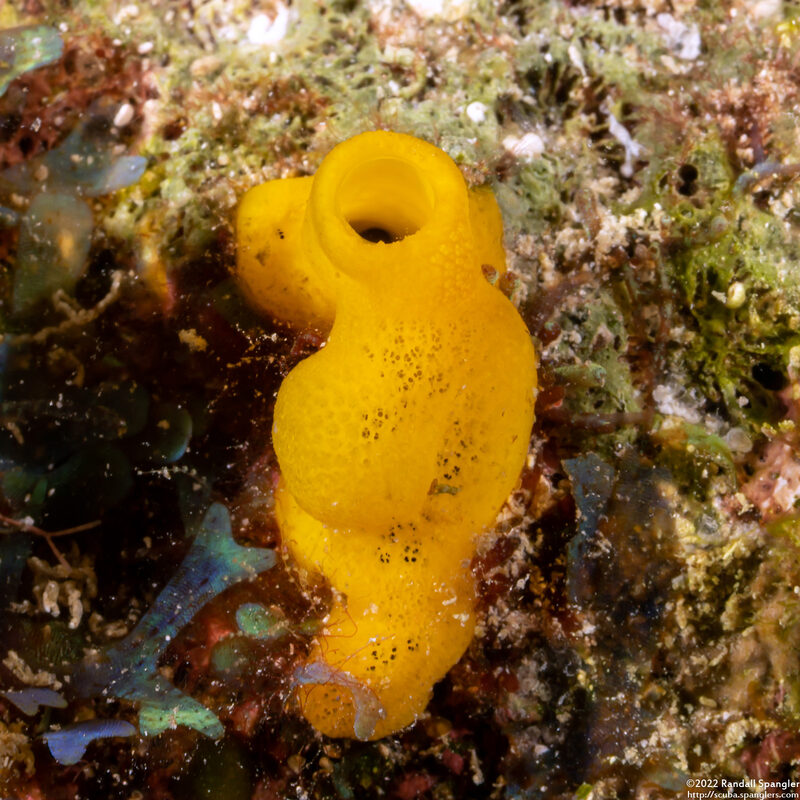 Siphonodictyon coralliphagum (Variable Boring Sponge)