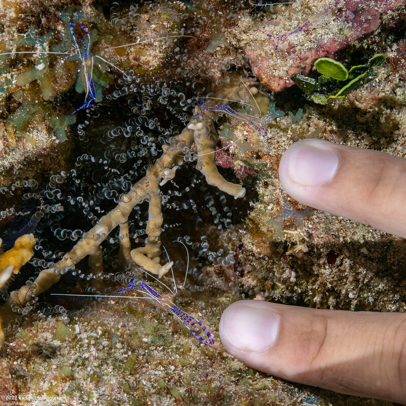 Ancylomenes pedersoni (Pederson Cleaner Shrimp)