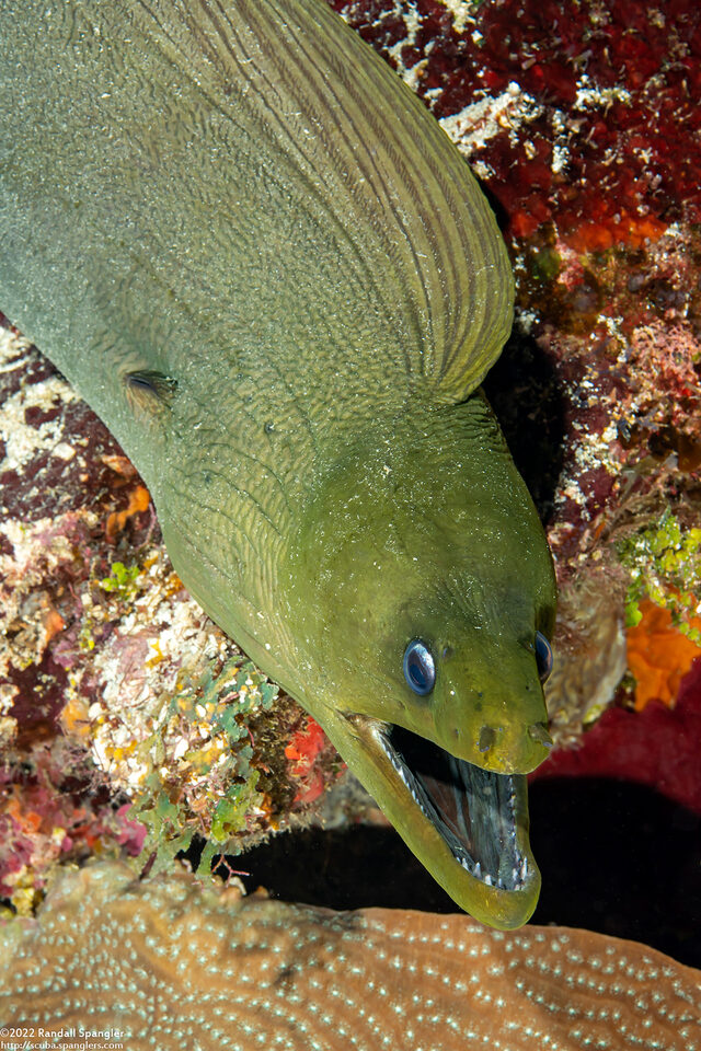 Gymnothorax funebris (Green Moray)