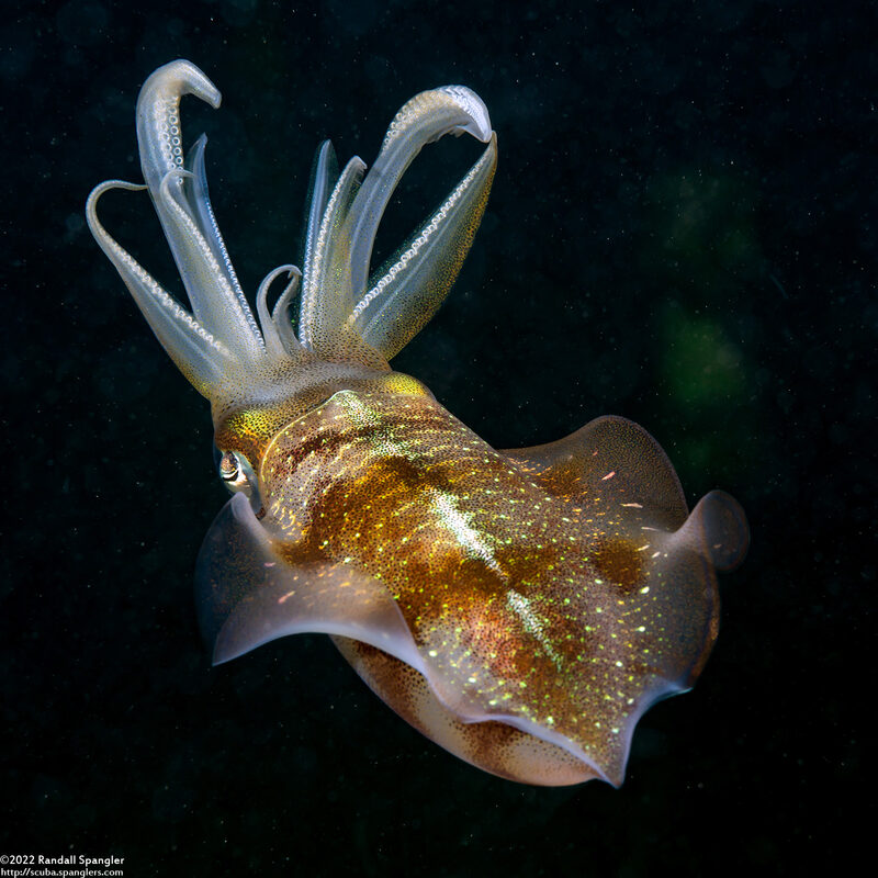 Sepioteuthis sepioidea (Caribbean Reef Squid)