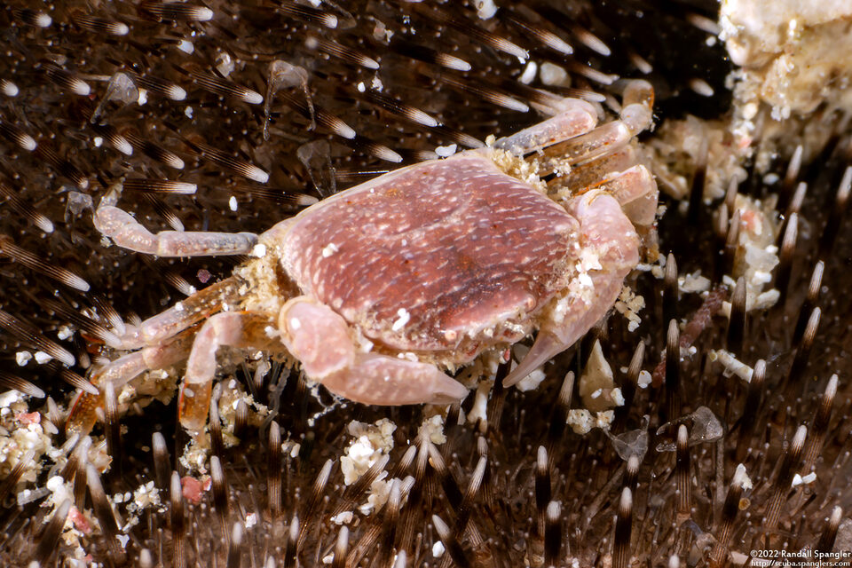 Clypeasterophilus rugatus (Wrinkled Pea Crab)