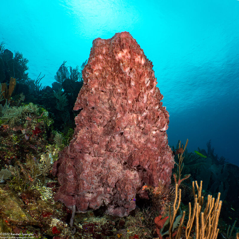 Xestospongia muta (Giant Barrel Sponge)