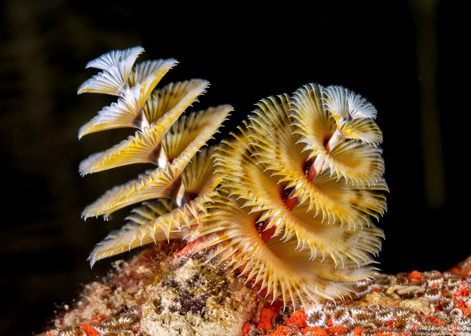 Spirobranchus giganteus (Christmas Tree Worm)