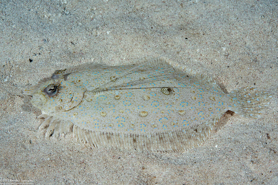 Bothus maculiferus (Maculated Flounder)