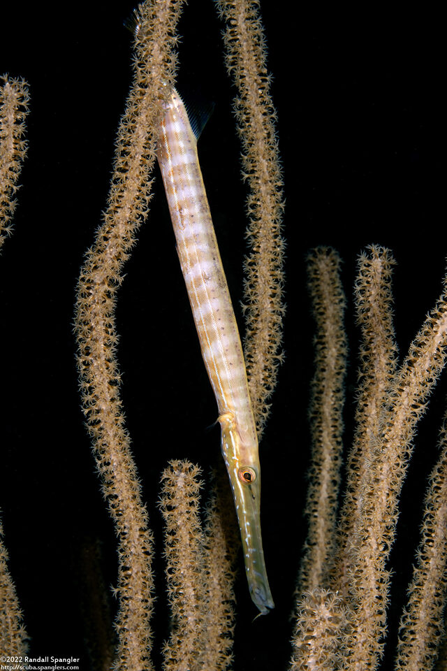 Aulostomus maculatus (Atlantic Trumpetfish)