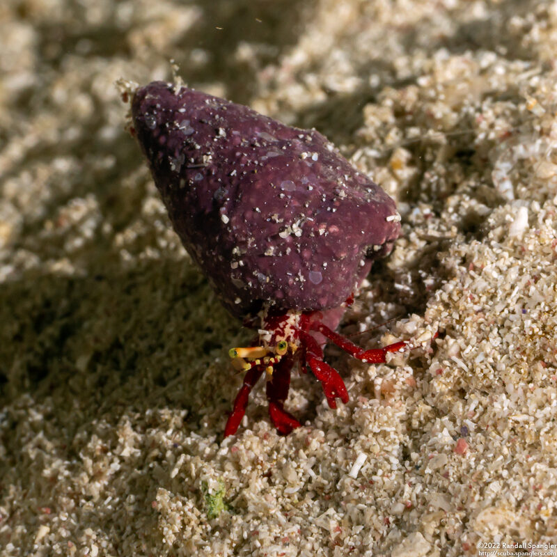 Paguristes cadenati (Red Reef Hermit Crab)