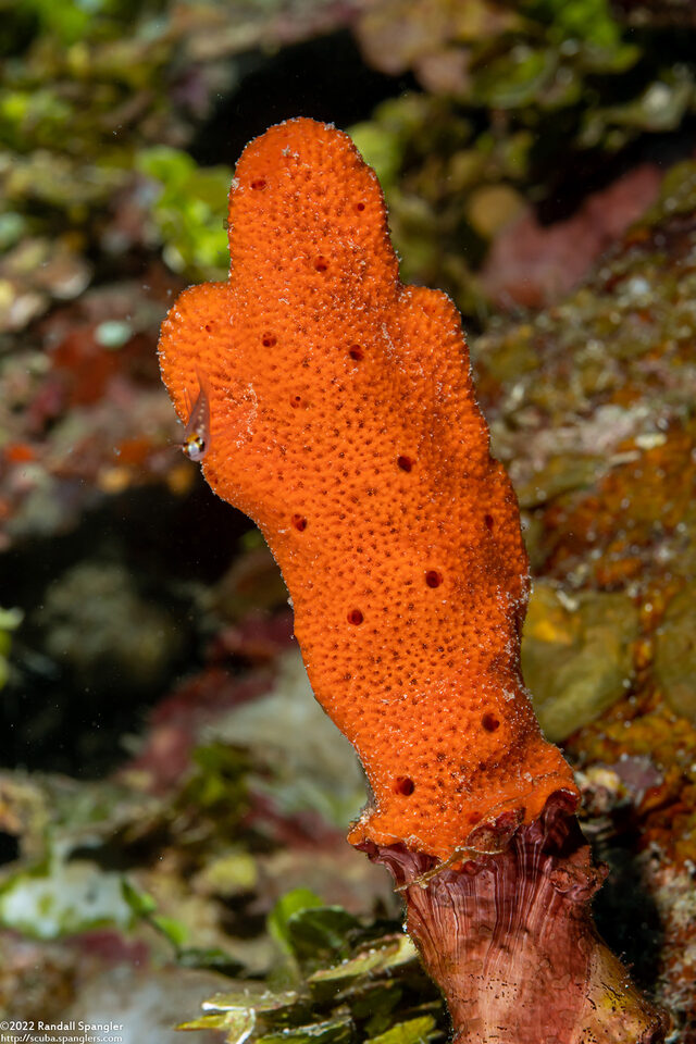 Dragmacidon lunaecharta (Flattened Rope Sponge)