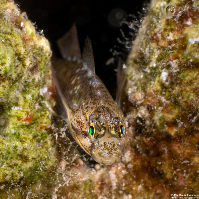 Coryphopterus dicrus (Colon Goby)