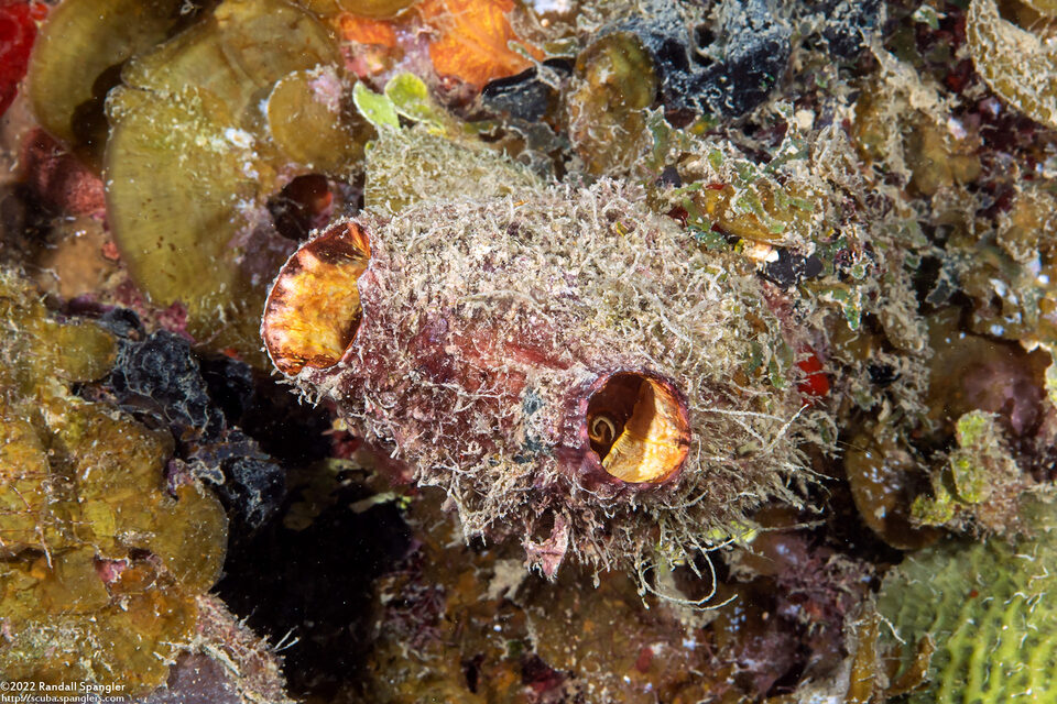 Polycarpa spongiabilis (Giant Tunicate)
