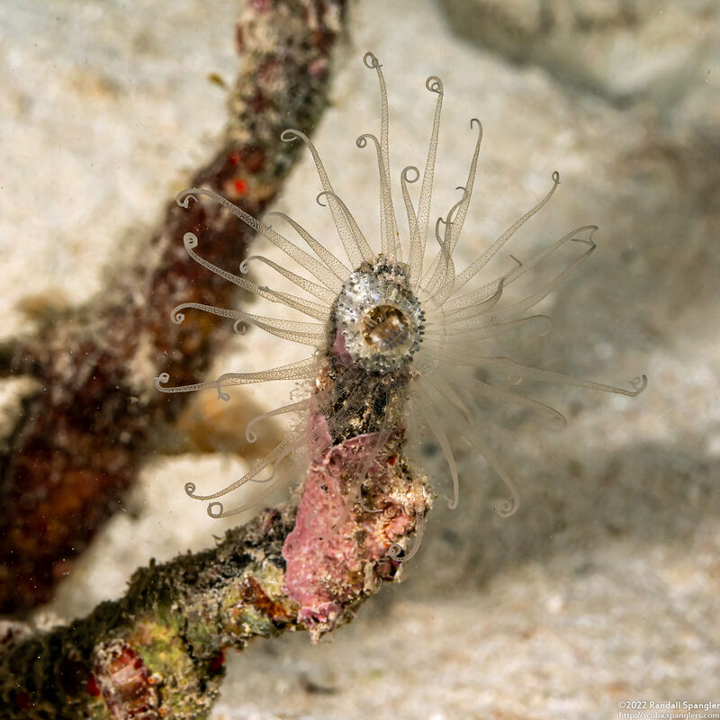 Bunodeopsis globulifera (Turtle Grass Anemone)