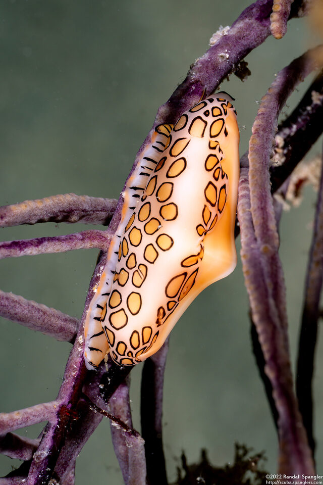 Cyphoma gibbosum (Flamingo Tongue)