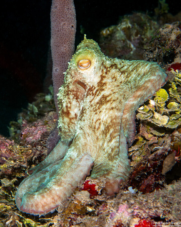 Octopus briareus (Caribbean Reef Octopus)
