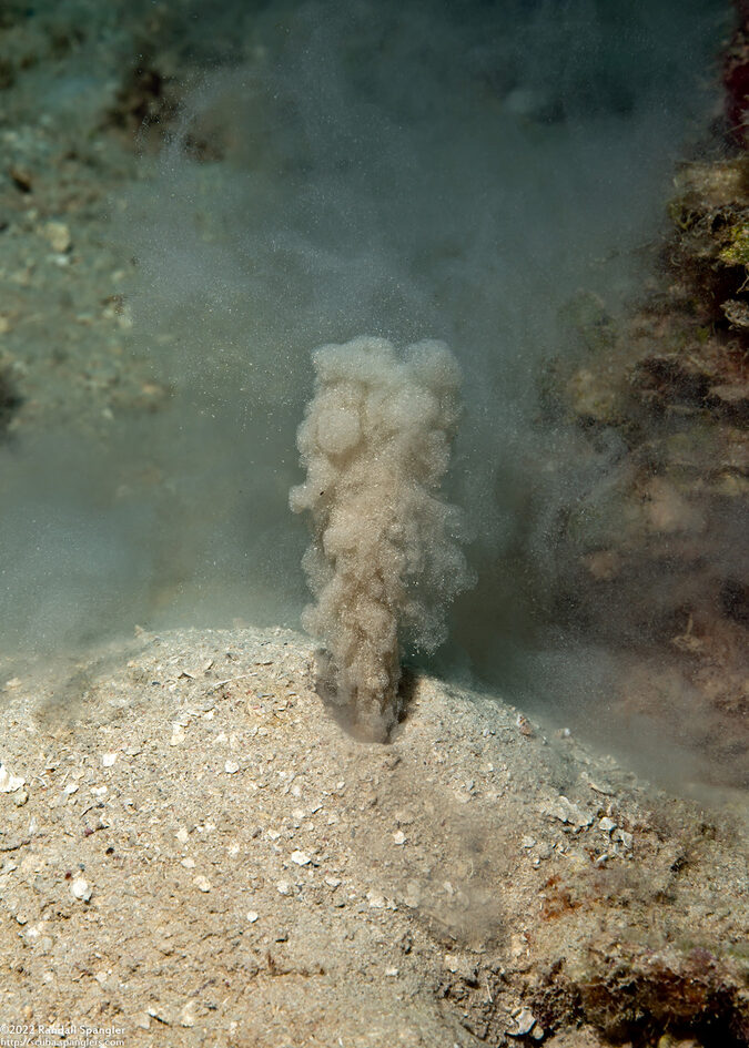 Arenicola cristata (Southern Lugworm)