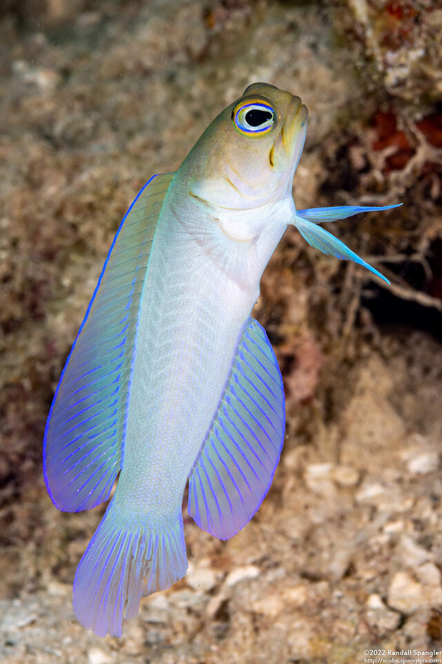 Opistognathus aurifrons (Yellowhead Jawfish)