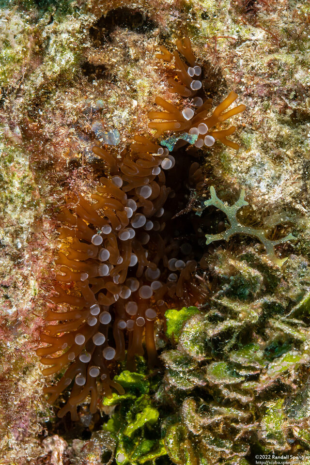 Lebrunia neglecta (Branching Anemone)