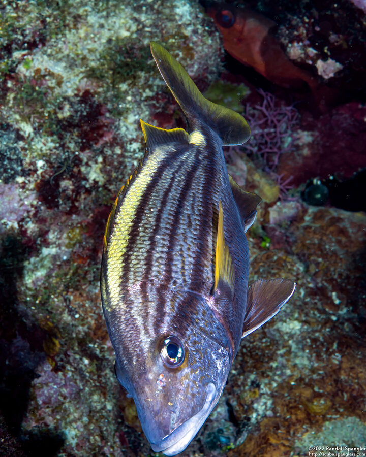 Haemulon macrostomum (Spanish Grunt)