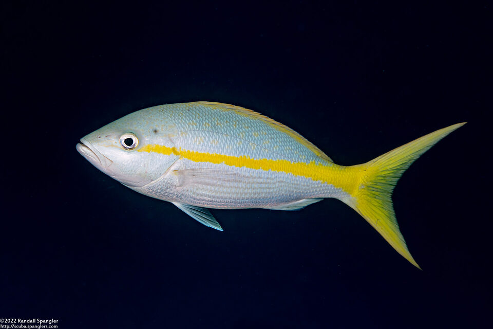 Ocyurus chrysurus (Yellowtail Snapper)