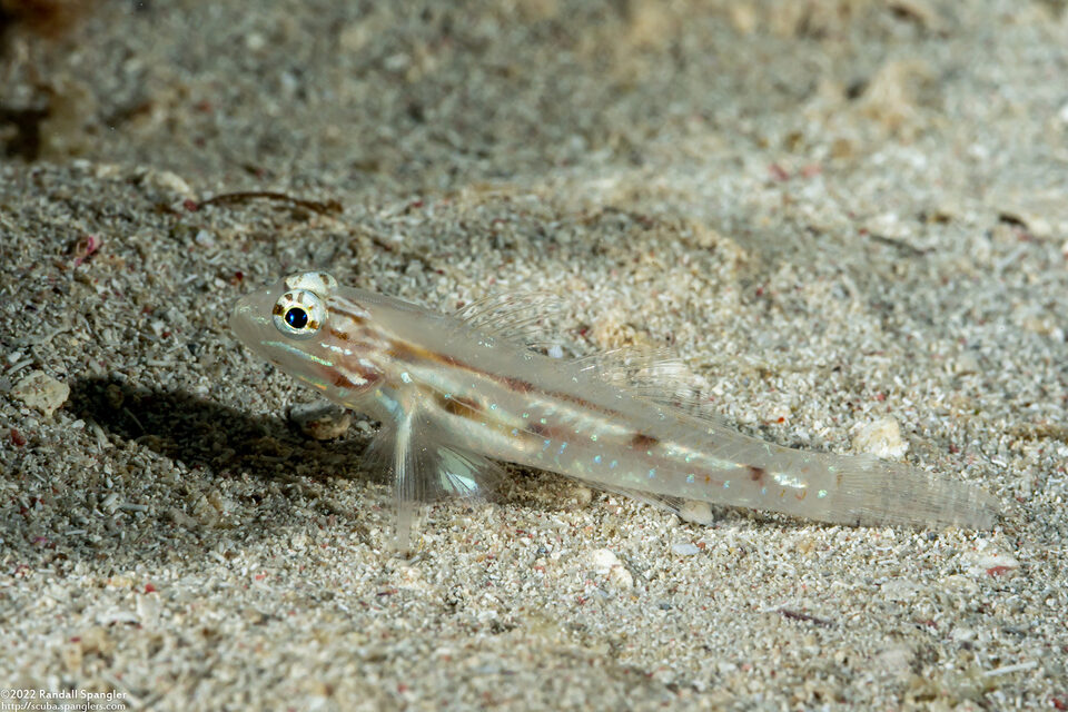 Coryphopterus tortugae (Patch-Reef Goby)