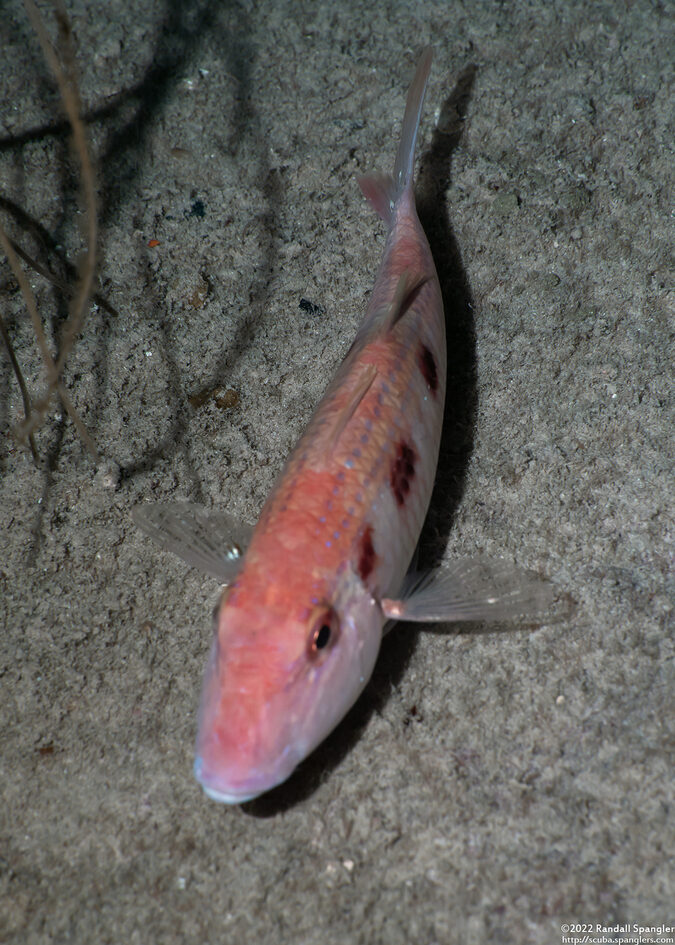 Pseudupeneus maculatus (Spotted Goatfish)