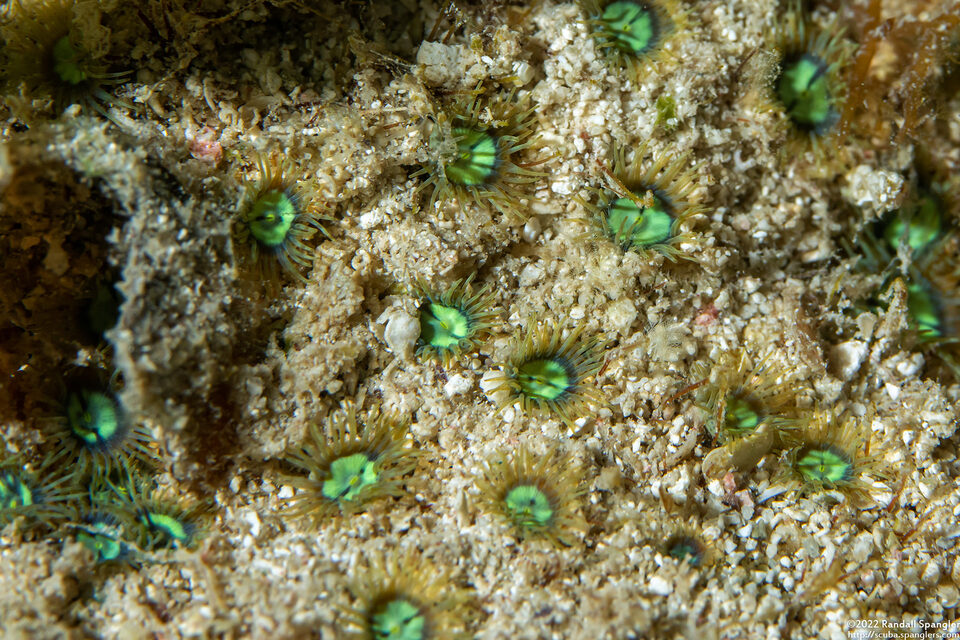 Zoanthus pulchellus (Mat Zoanthid)