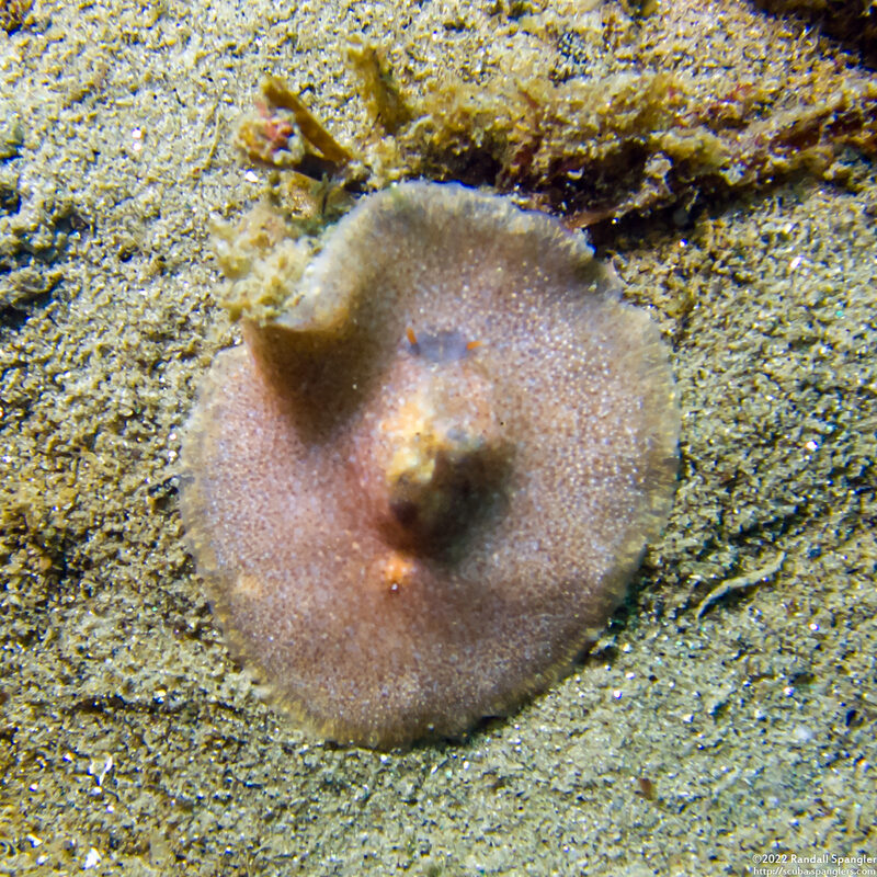 Kaburakia excelsa (Giant Flatworm)