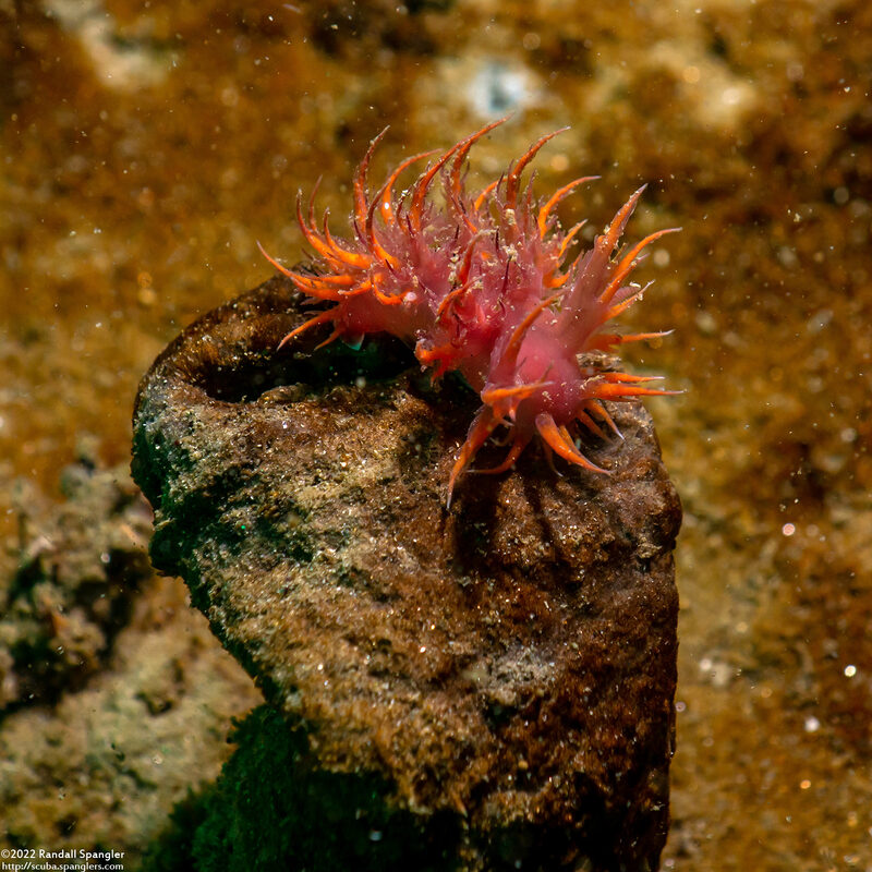 Dendronotus iris (Rainbow Dendronotus)