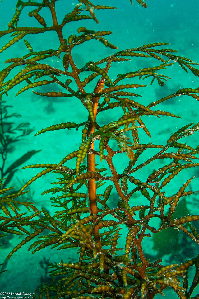 Syngnathus leptorhynchus (Bay Pipefish)