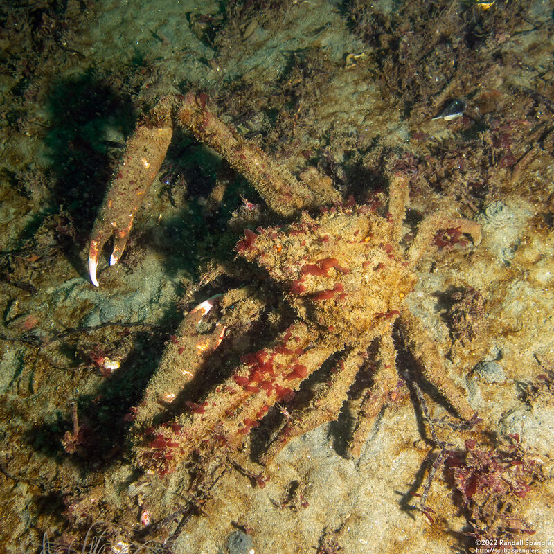 Loxorhynchus crispatus (Masking Crab)