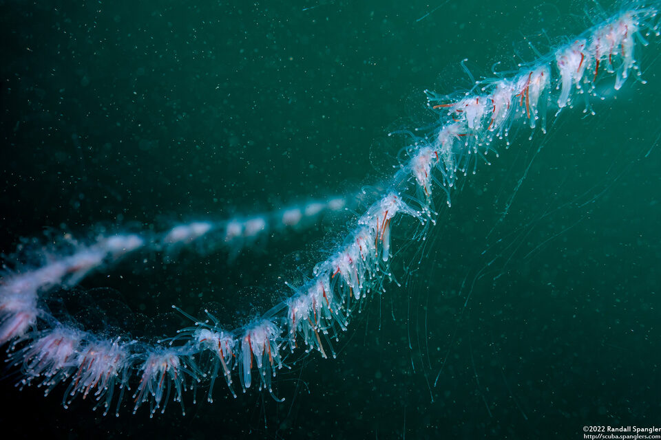 Apolemia uvaria (Apolemia Uvaria)