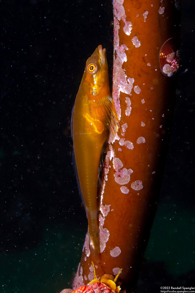 Synchirus gilli (Manacled Sculpin)