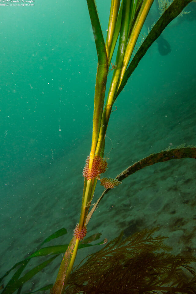 Aulorhynchus flavidus (Tubesnout)