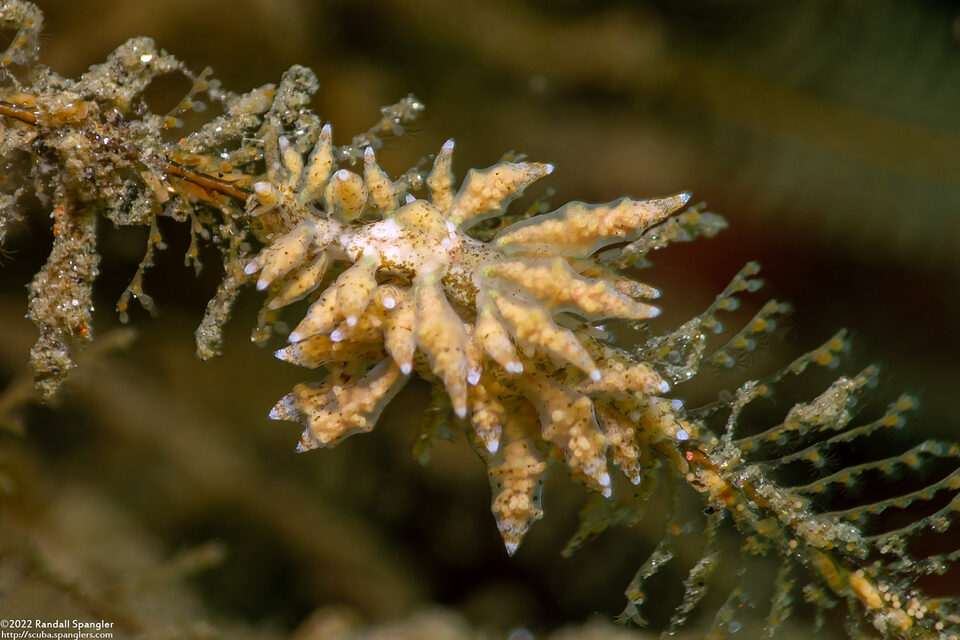Eubranchus rustyus (Homely Aeolid)