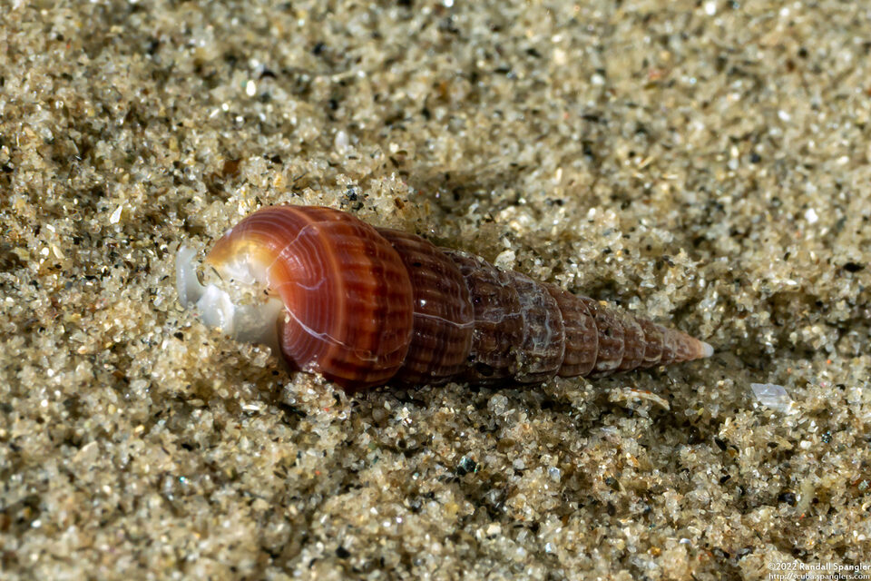 Turbonilla sp.1 (Turbonilla sp.1)