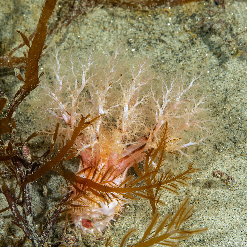 Eupentacta quinquesemita (White Sea Cucumber)
