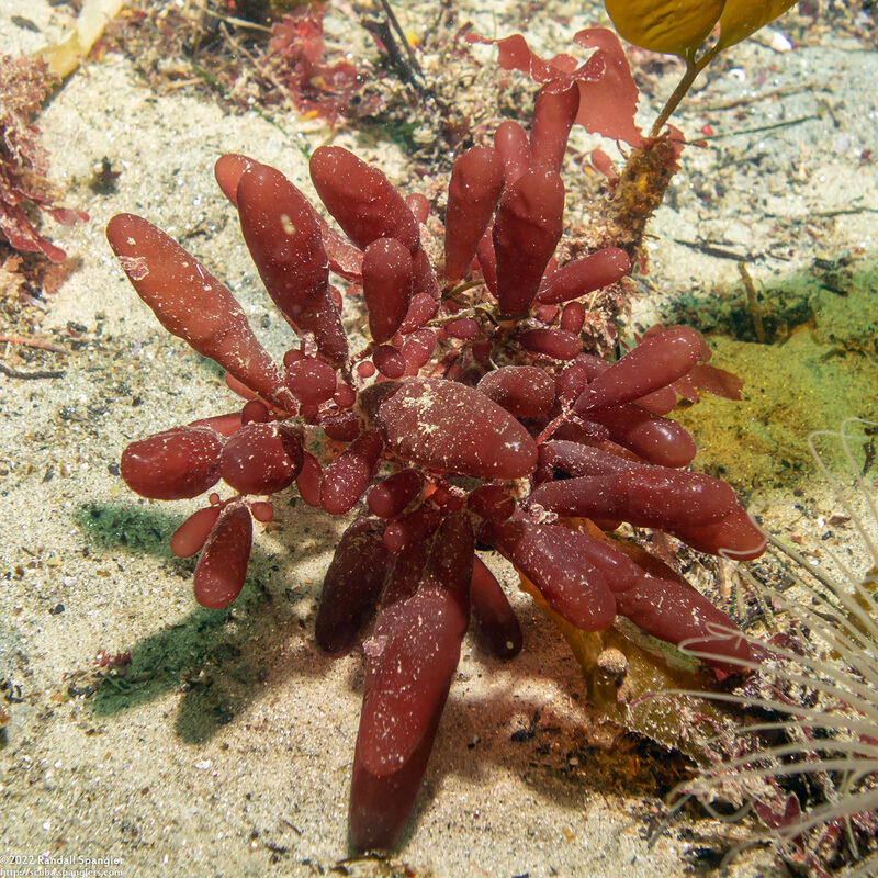 Botryocladia pseudodichotoma (Red Sea Grapes)