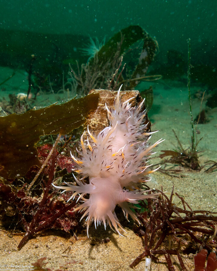 Dendronotus iris (Rainbow Dendronotus)