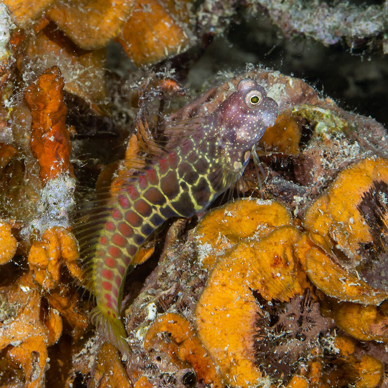 Salarias segmentatus (Segmented Blenny)
