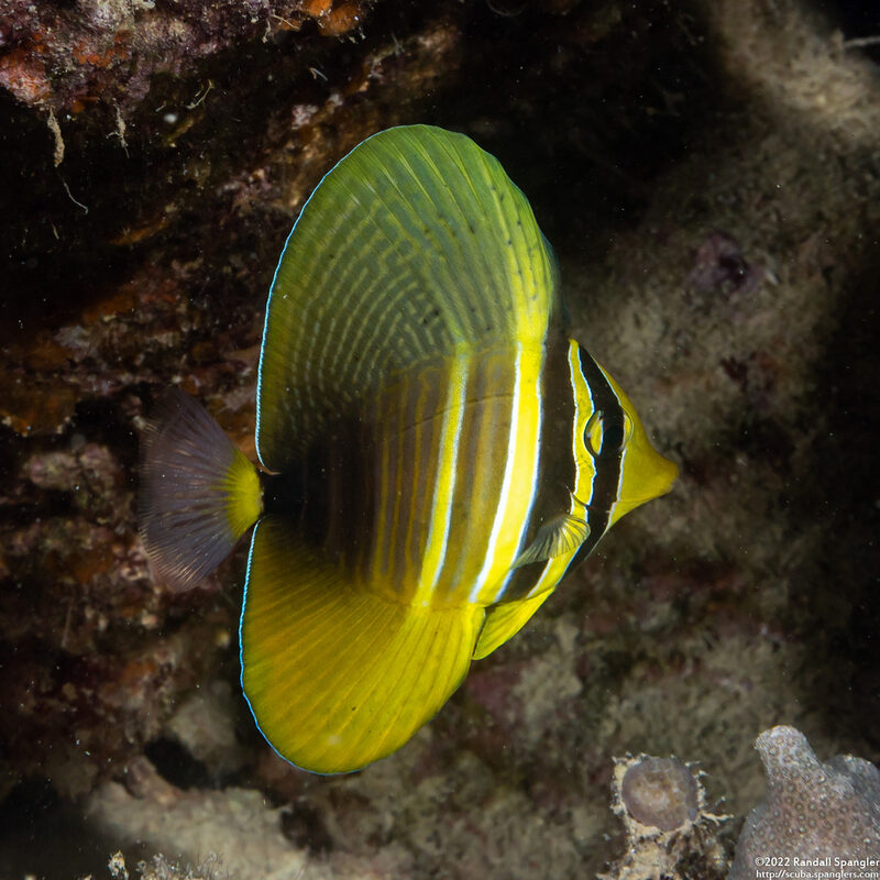 Zebrasoma veliferum (Pacific Sailfin Tang)
