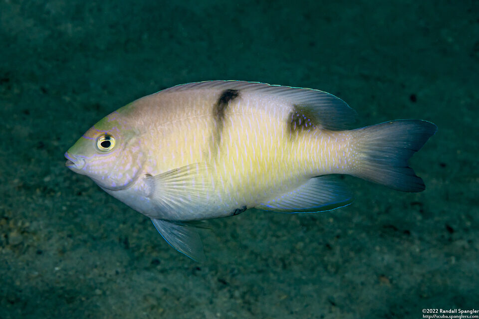 Dischistodus perspicillatus (White Damsel)