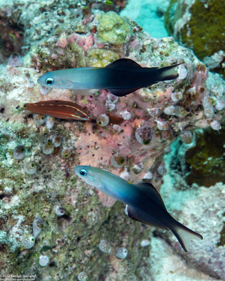 Ptereleotris evides (Twotone Dartfish)