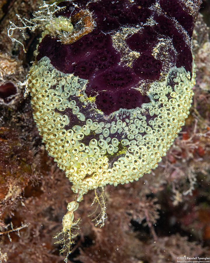 Symplegma rubra (Symplegma Rubra)