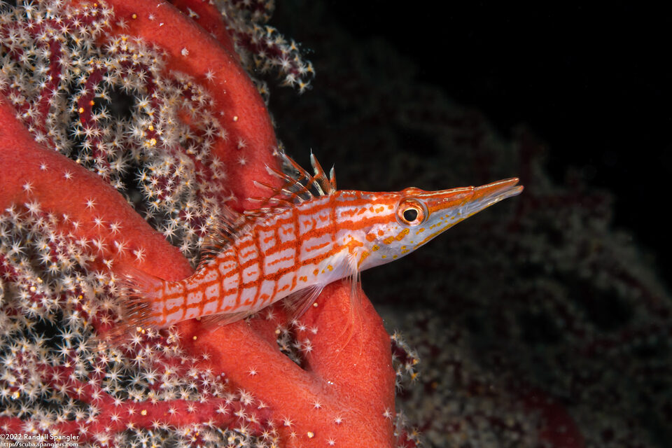 Oxycirrhites typus (Longnose Hawkfish)