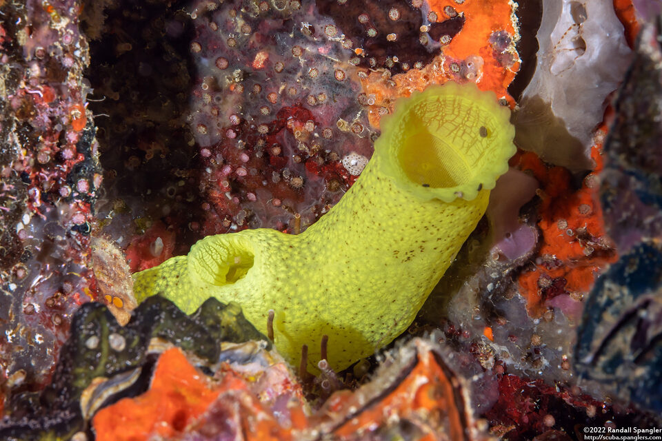 Phallusia julinea (Yellow Sea Squirt)