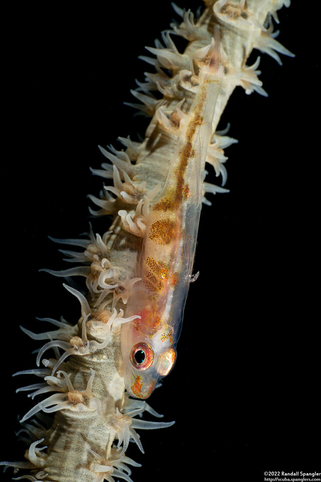 Bryaninops yongei (Wire Coral Goby)