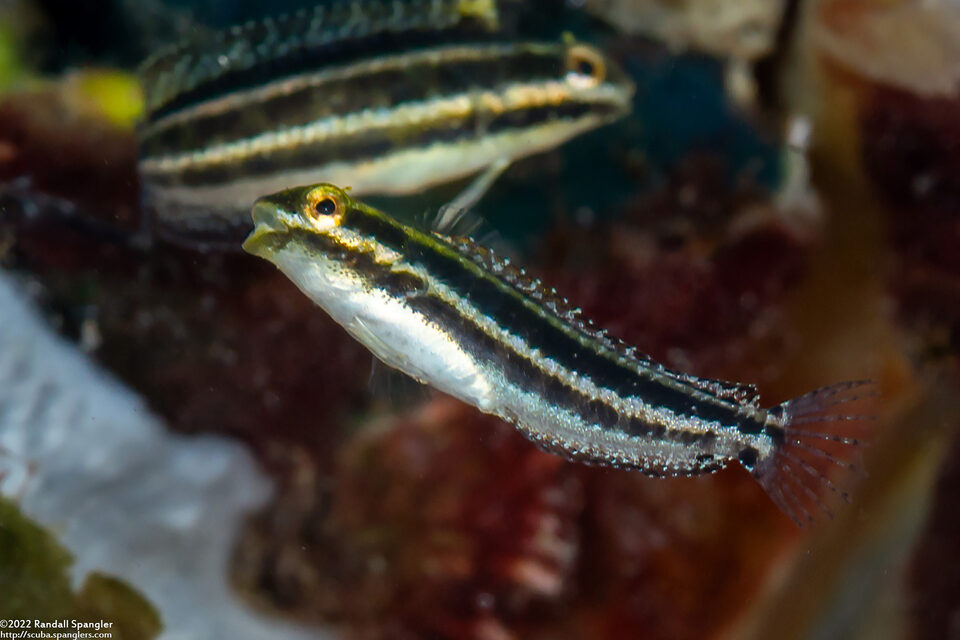 Petroscirtes breviceps (Shorthead Fangblenny)